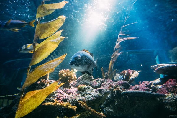 Come scegliere l'acquario giusto per i miei pesci?